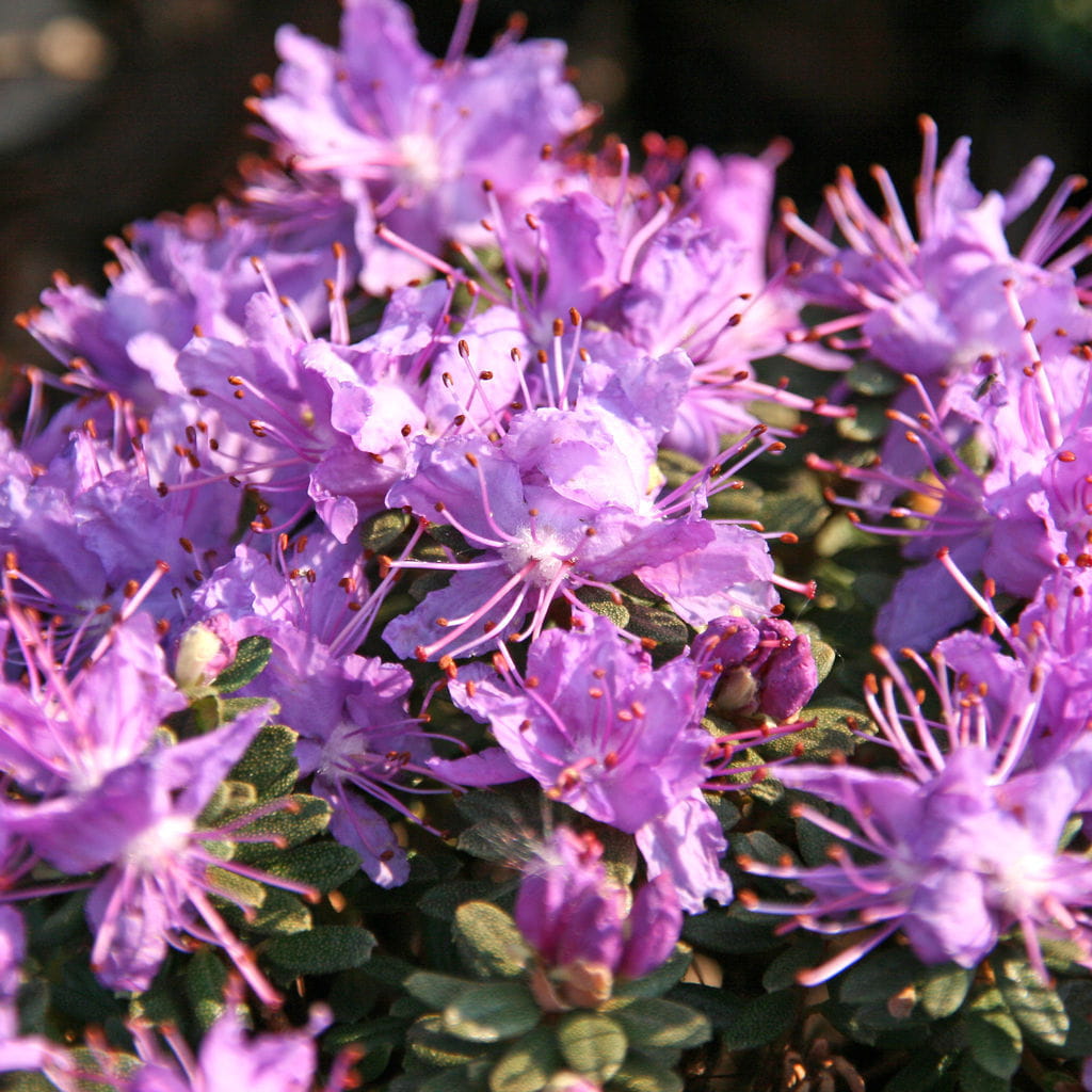 Rhododendron 'Luisella' • Rhododendron impeditum 'Luisella' Ansicht 1