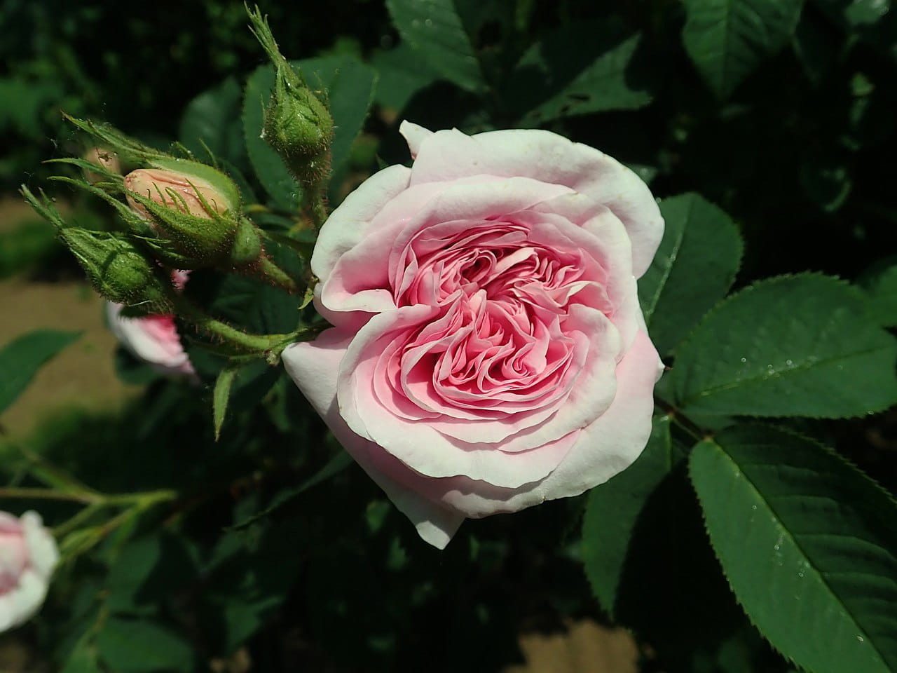 Historische Rose 'Königin von Dänemark' • Rosa 'Königin von Dänemark'
