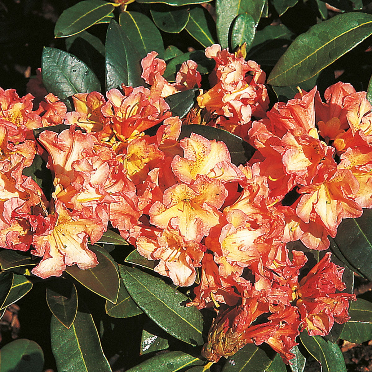Rhododendron 'Orange Flirt' • Rhododendron Hybride 'Orange Flirt' Ansicht 1