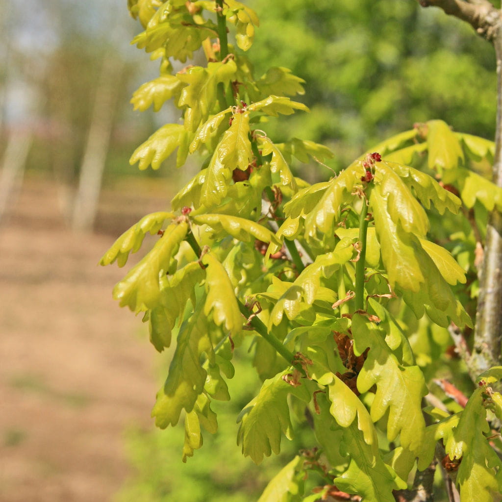Eiche 'Fastigiata Koster' • Quercus robur 'Fastigiata Koster' Ansicht 3
