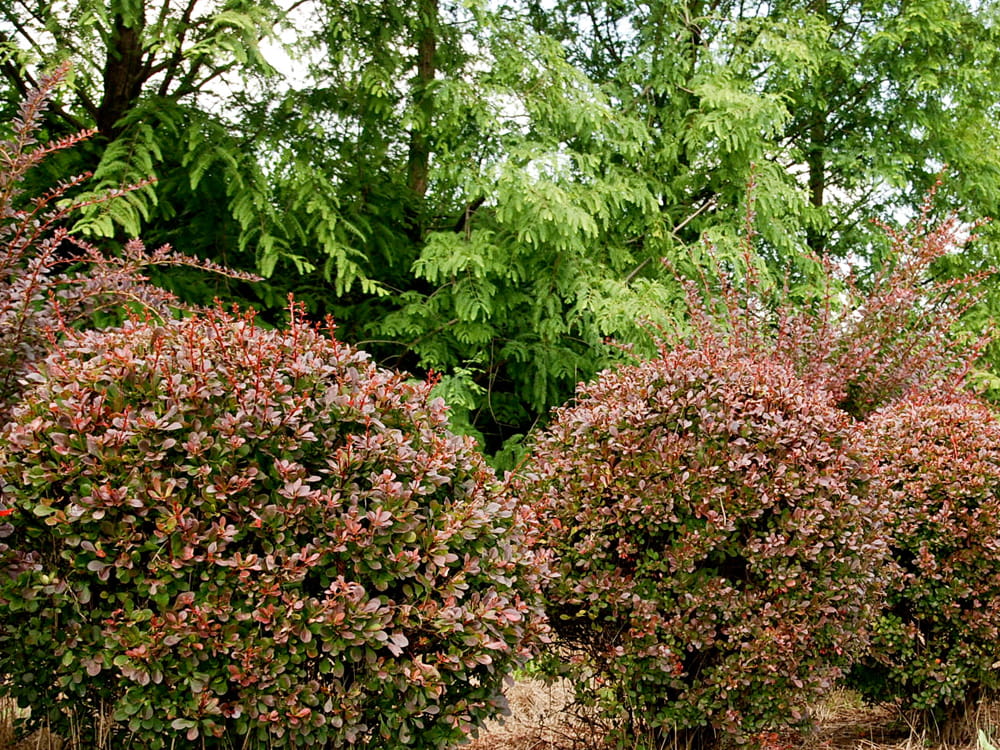Rote Heckenberberitze 'Atropurpurea' • Berberis thunbergii 'Atropurpurea' Containerware 80-100 cm hoch, Solitärpflanze Ansicht 3