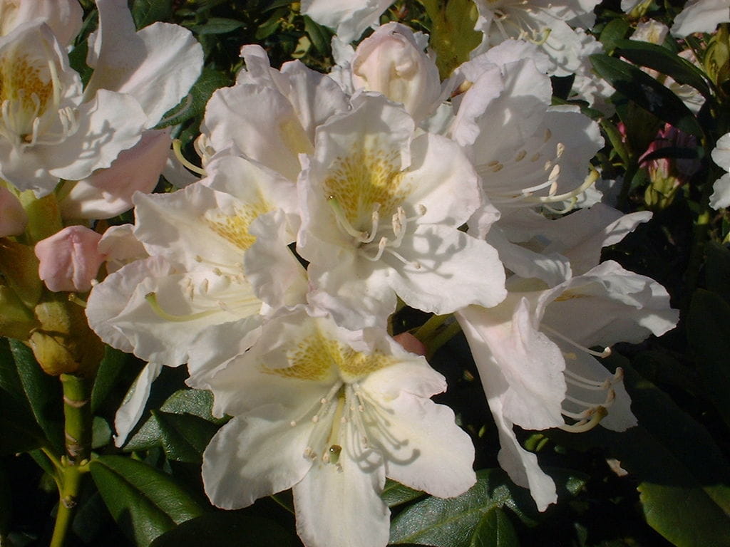 Rhododendron 'Cunninghams Snow White' • Rhododendron Hybride 'Cunninghams Snow White' Ansicht 1