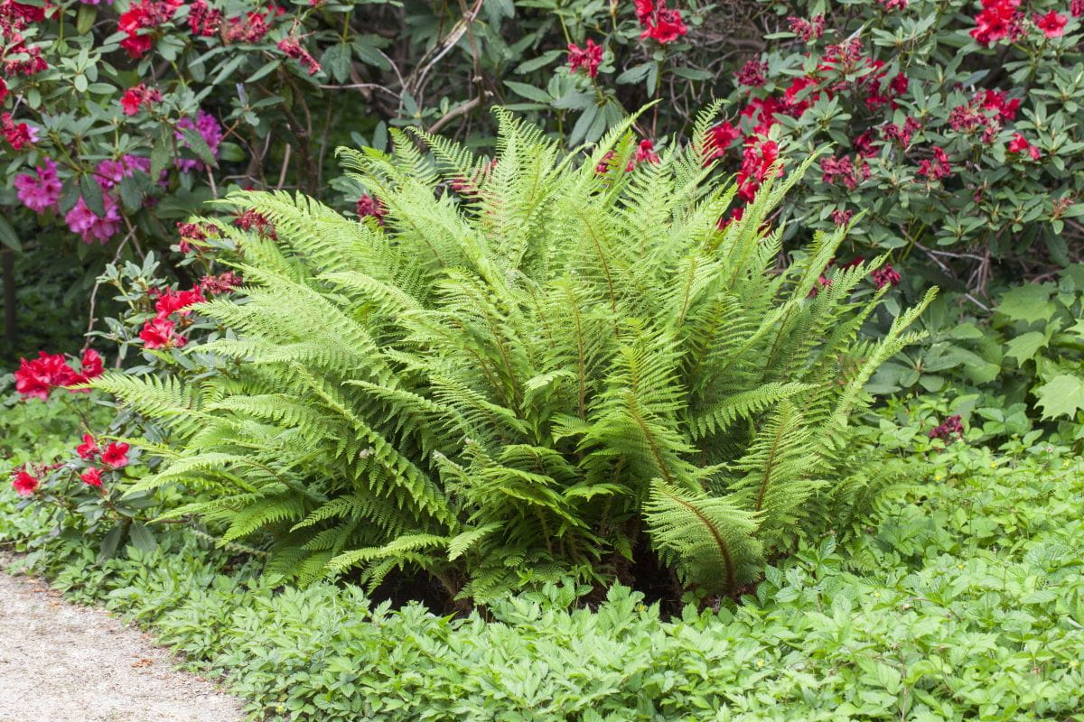 Königsfarn • Osmunda regalis