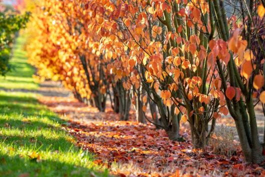 Pflanzen online kaufen
Alle