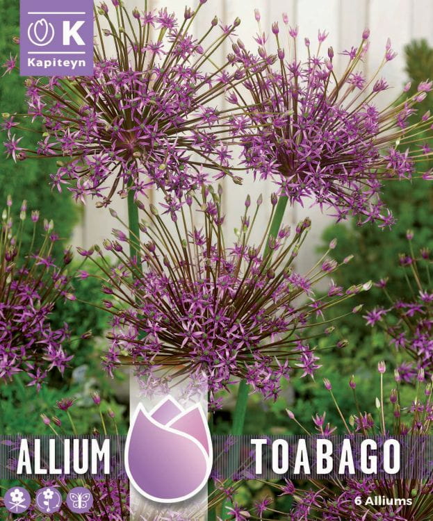 Blumenzwiebel - Allium 'Toabago' 6er Packung