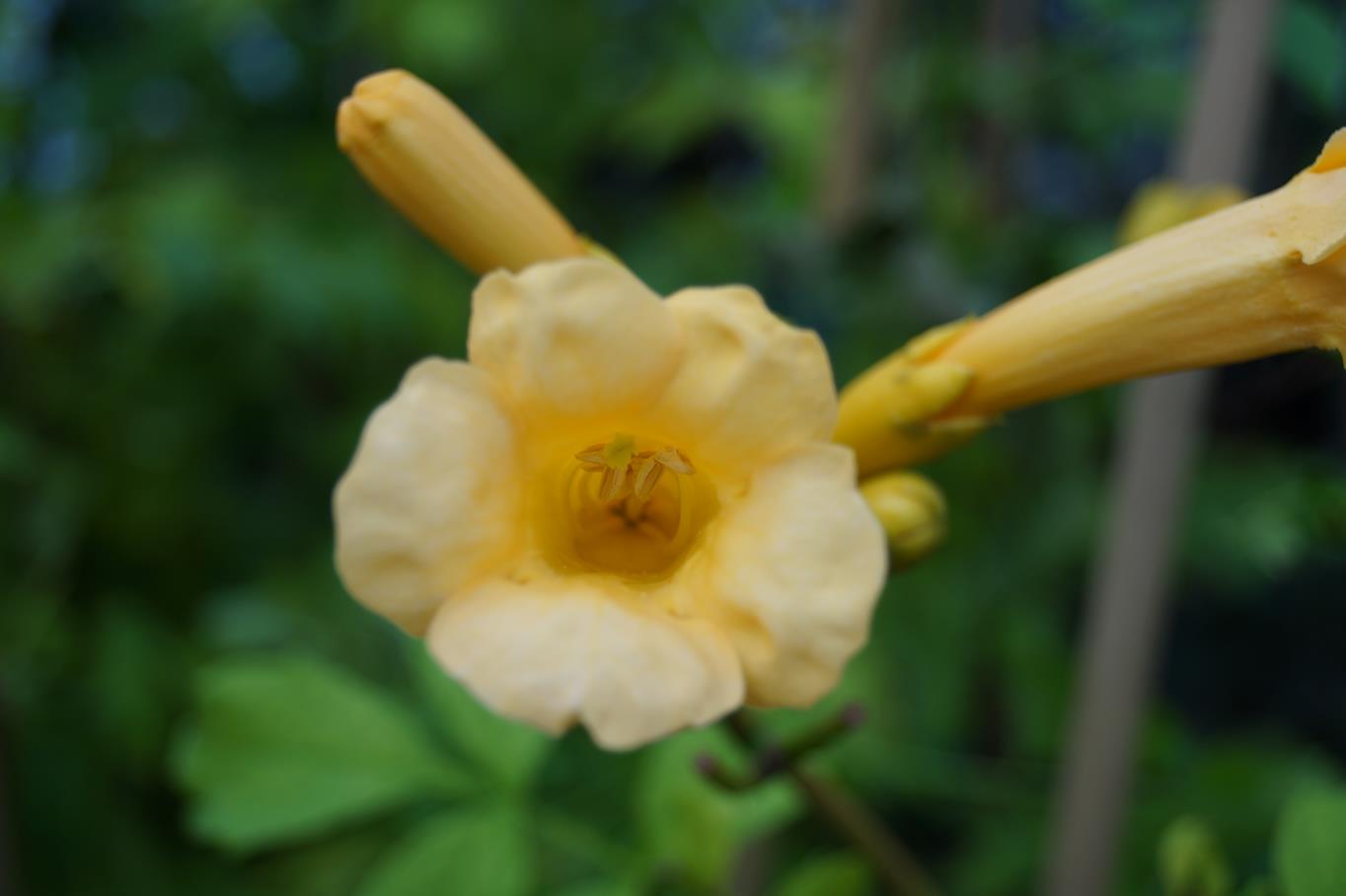 Gelbe Trompetenblume 'Flava' • Campsis radicans 'Flava' Ansicht 11
