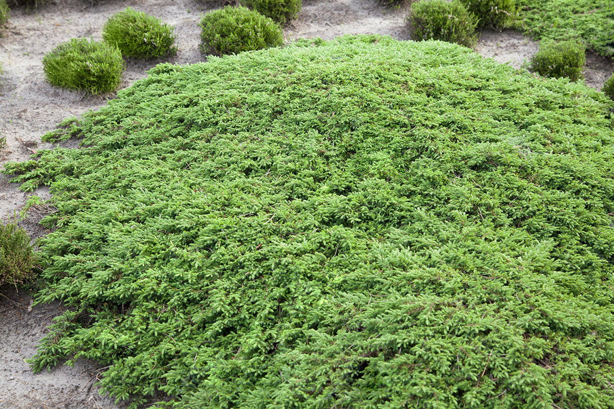 Kriech-Wacholder 'Green Carpet' • Juniperus communis 'Green Carpet' Ansicht 1