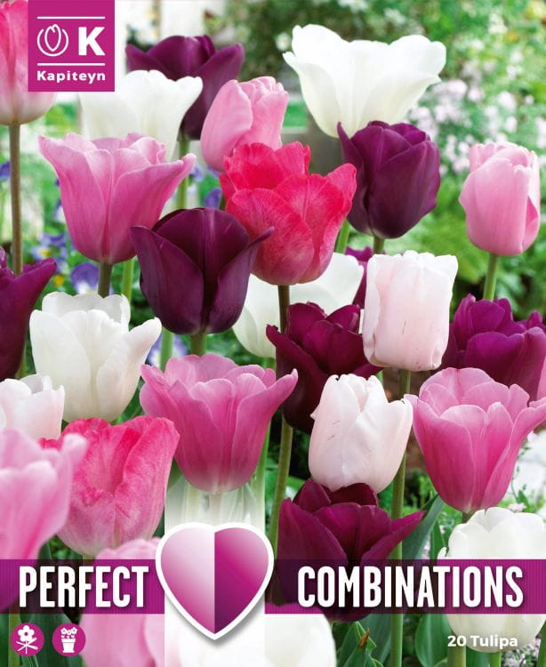 Blumenzwiebel Mix - Lovely / Perfect Combinations Tulpen Mix violett/rosa/weiß 20er Packung