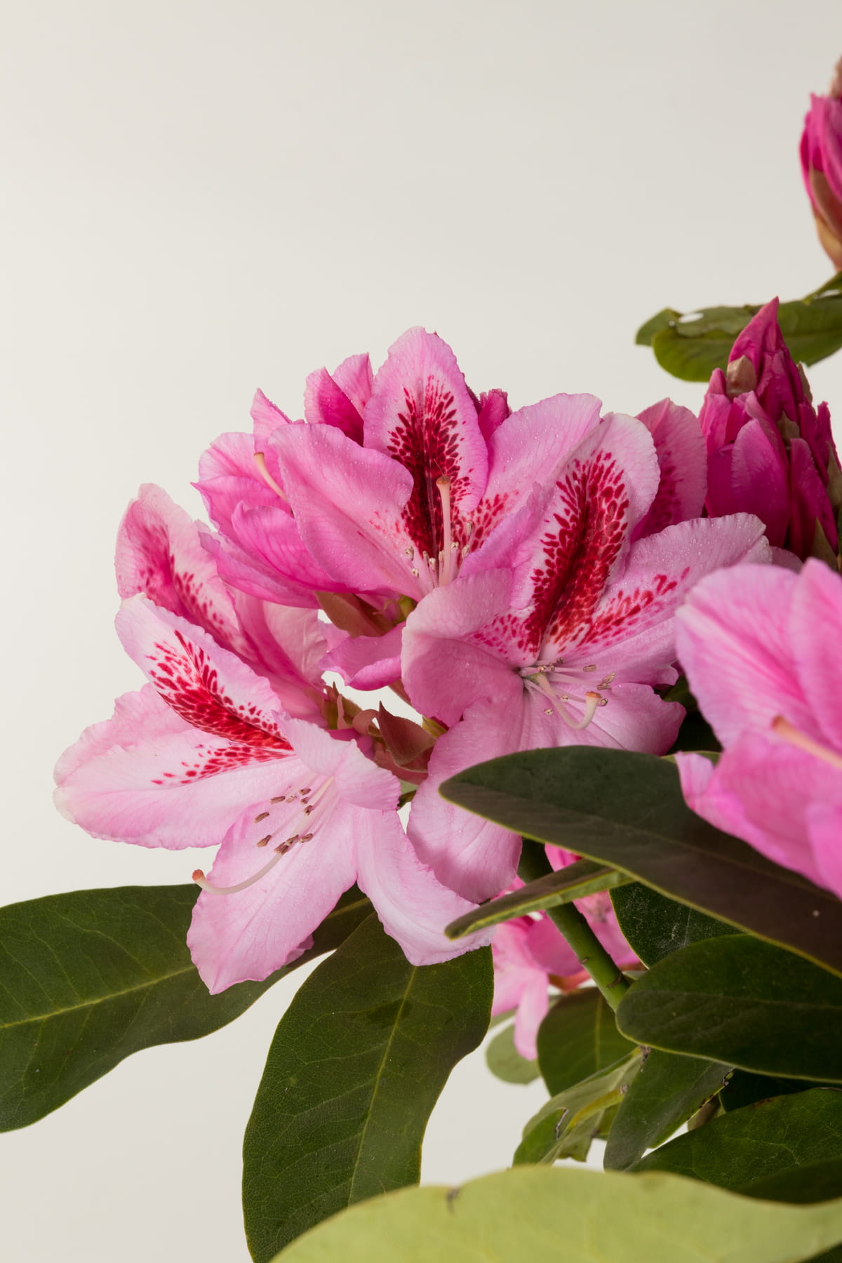Rhododendron 'Furnivalls Daughter' • Rhododendron Hybride 'Furnivalls Daughter' Ansicht 5