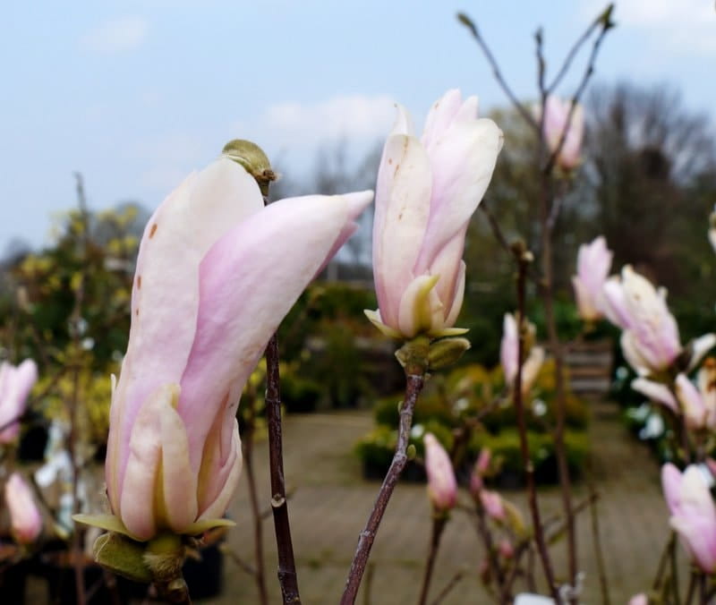 Sternmagnolie 'George Henry Kern' • Magnolia stellata 'George Henry Kern' Ansicht 3