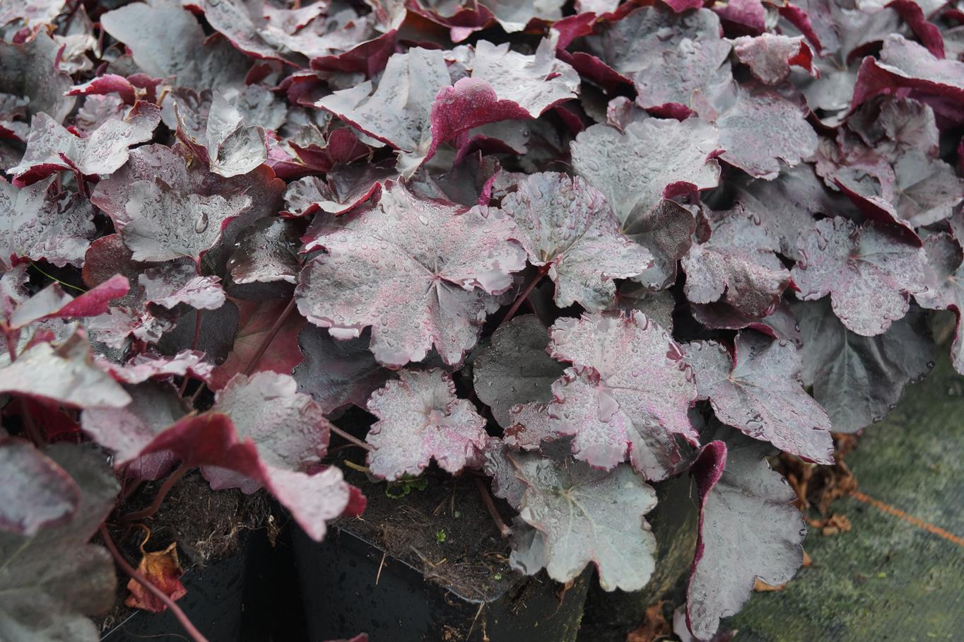 Silberglöckchen 'Obsidian' • Heuchera micrantha 'Obsidian' Containerware Ansicht 2