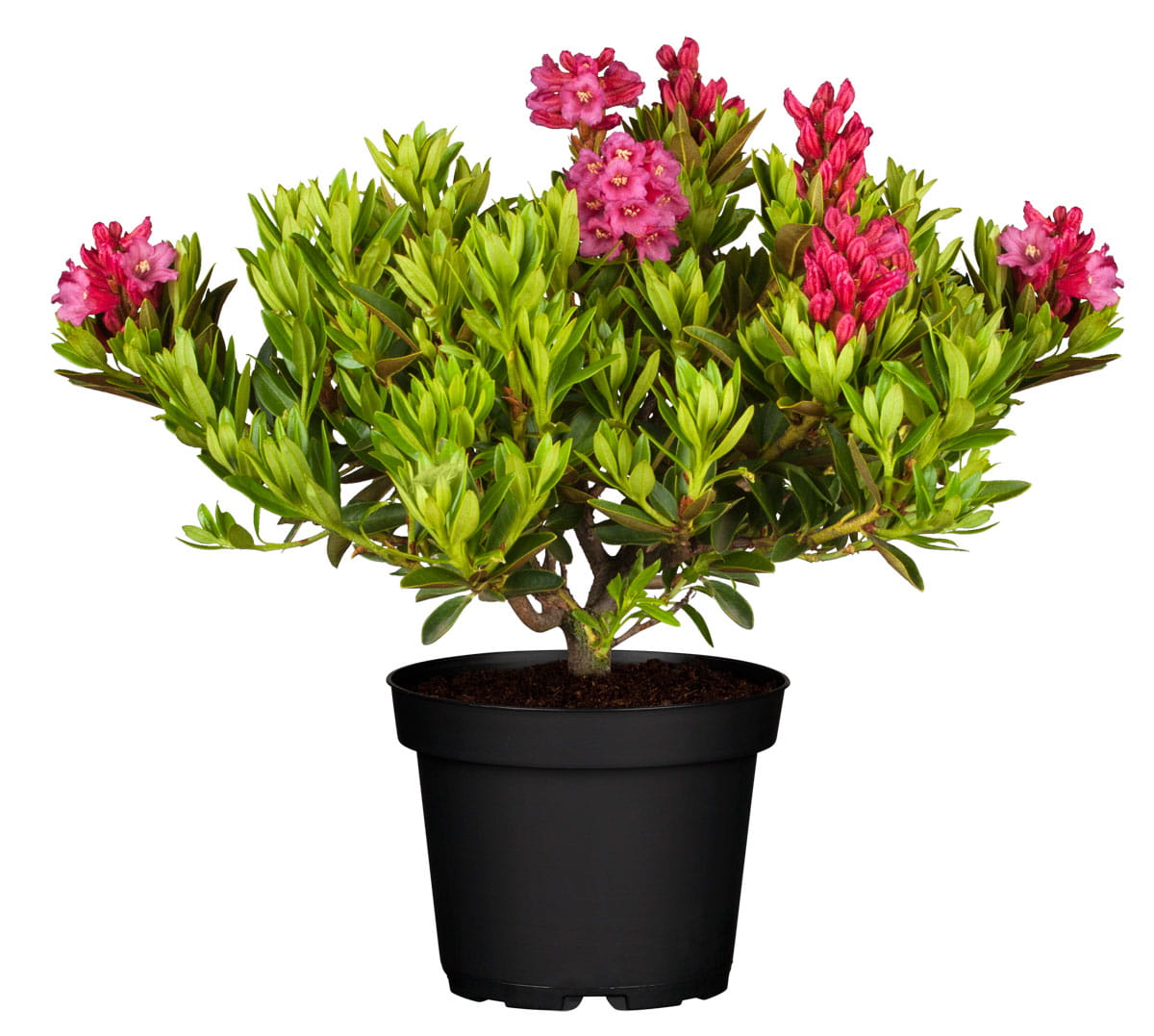 Rottblättrige Alpenrose • Rhododendron ferrugineum 20-25 cm Containerware Ansicht 1