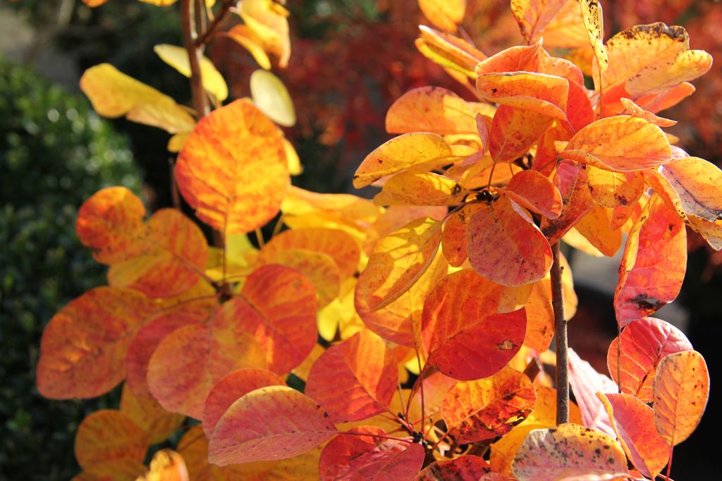 Perückenstrauch 'Golden Spirit' • Cotinus coggygria 'Golden Spirit' Ansicht 7