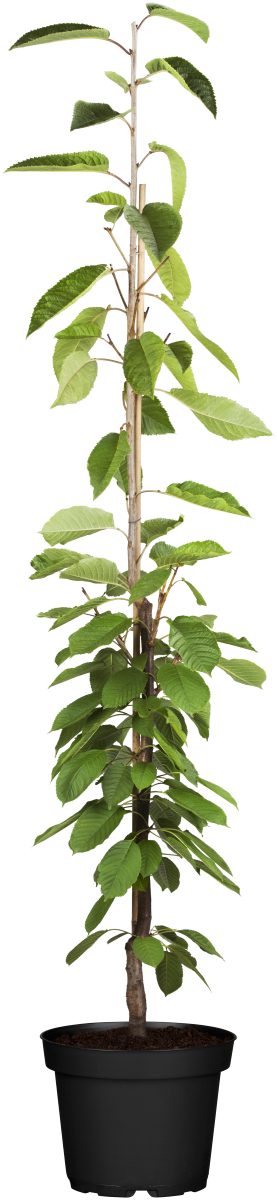 Säulenpflaume 'Imperial' • Prunus domestica 'Imperial' Ansicht 1