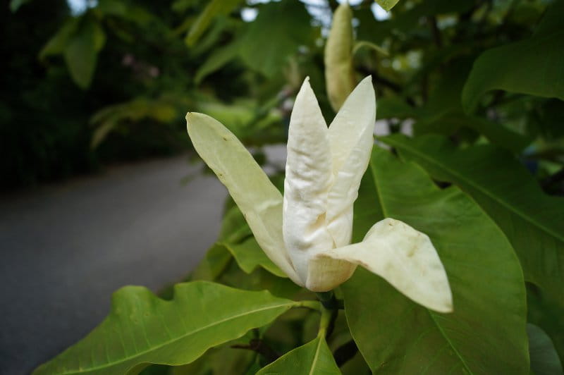 Schirmmagnolie • Magnolia tripetala Ansicht 1
