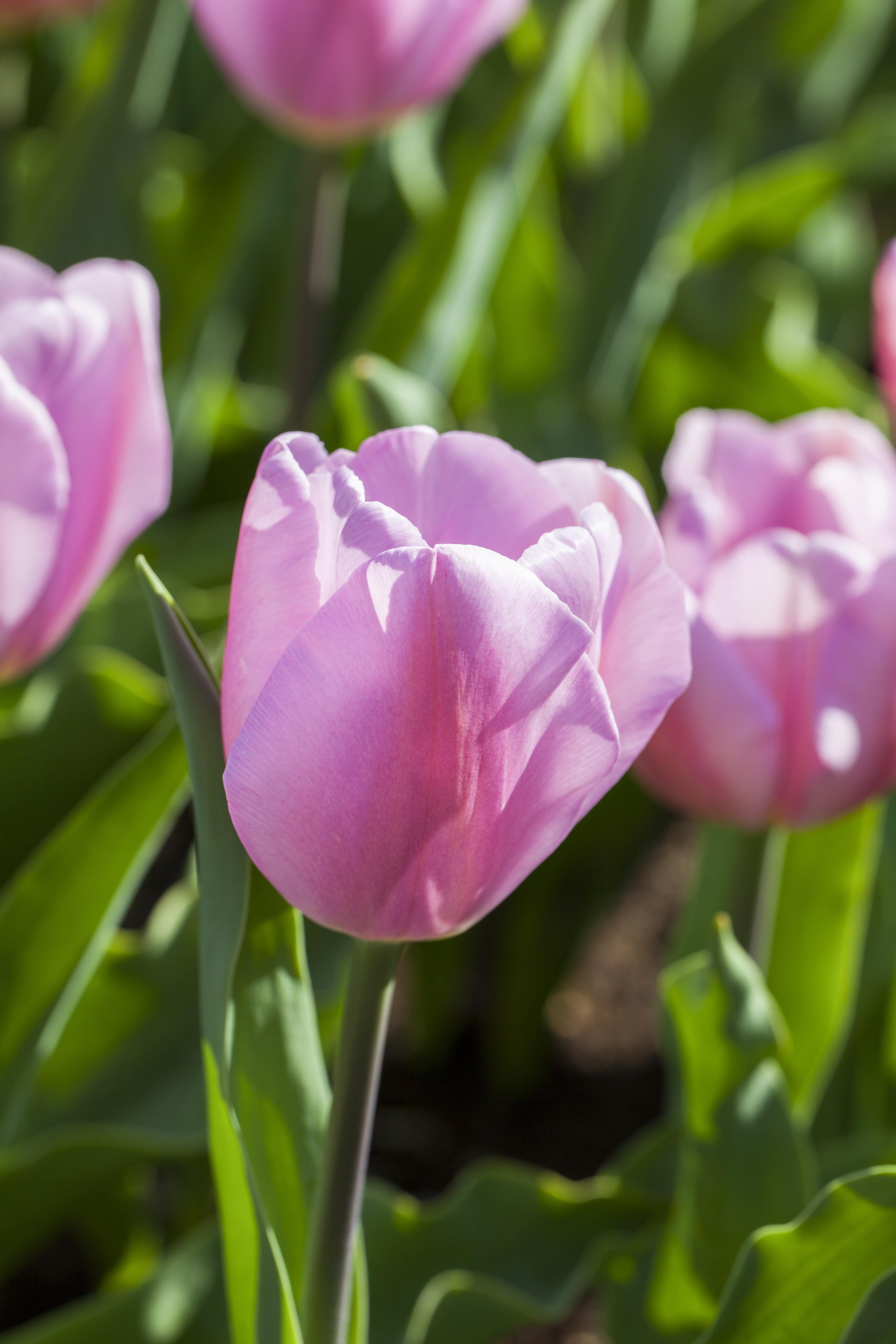 Blumenzwiebel - Tulipa 'Synaeda Amor' 10er Packung