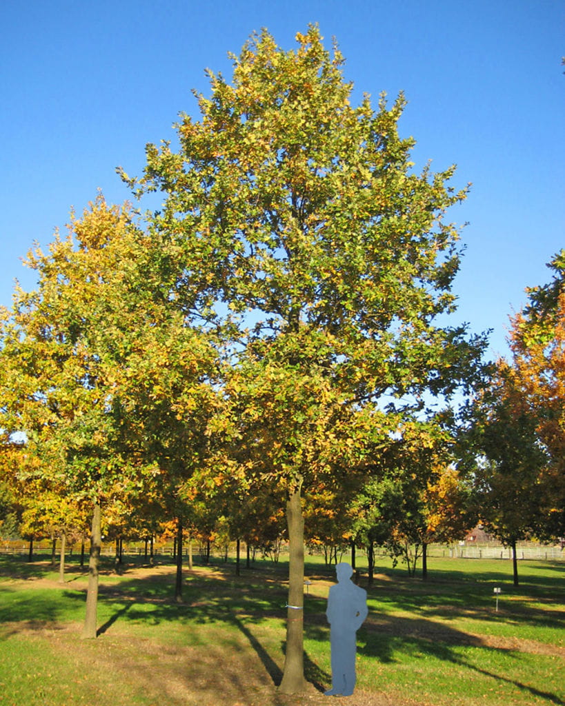 Stiel-Eiche • Quercus robur Ansicht 5