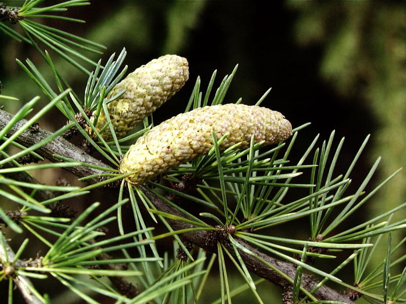 Zeder (Cedrus) online kaufen