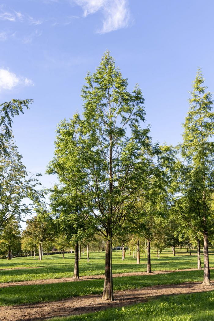 Urwelt-Mammutbaum • Metasequoia glyptostroboides Ansicht 3