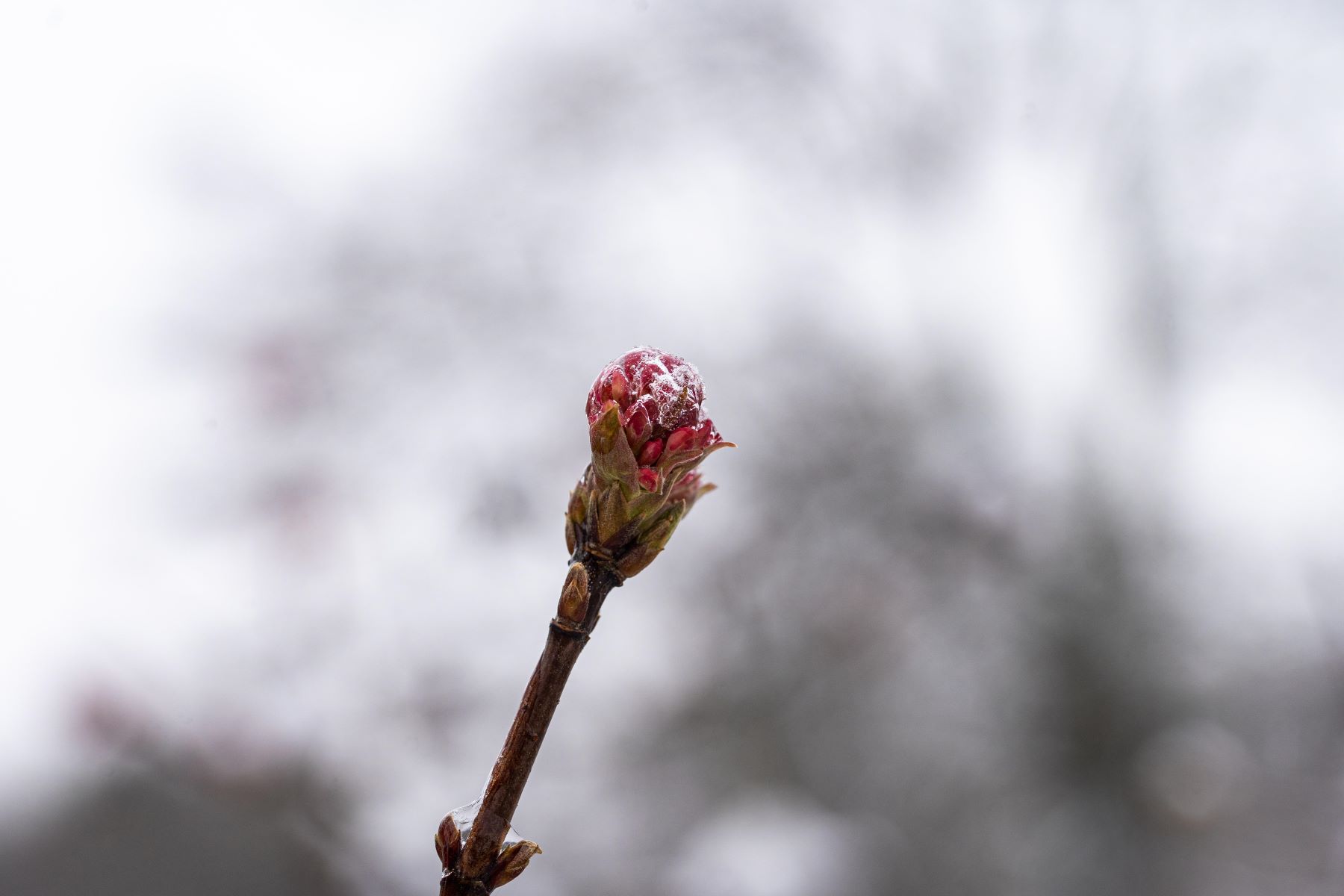 Zwerg-Duftschneeball 'Nanum' • Viburnum farreri 'Nanum' Ansicht 2