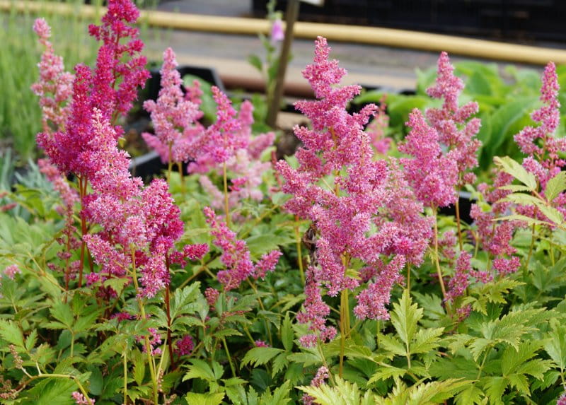 Garten-Prachtspiere Mainz • Astilbe x japonica Mainz Ansicht 4