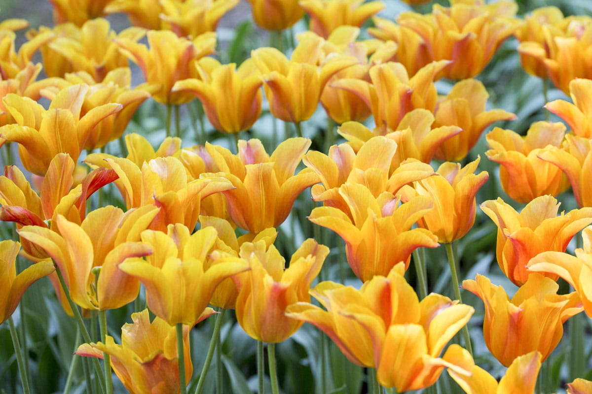 Blumenzwiebel - Tulipa 'Ballerina' 8er Packung  