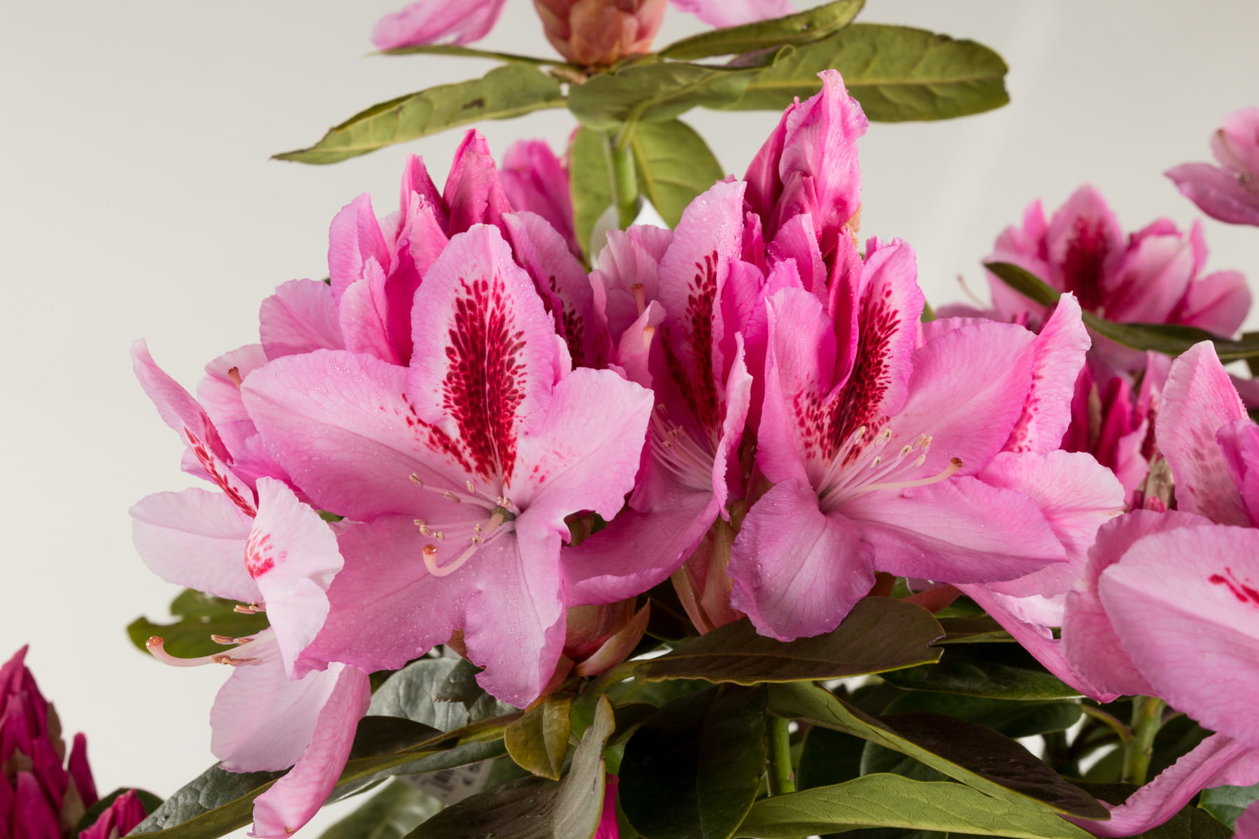 Rhododendron 'Furnivalls Daughter' • Rhododendron Hybride 'Furnivalls Daughter' Ansicht 1