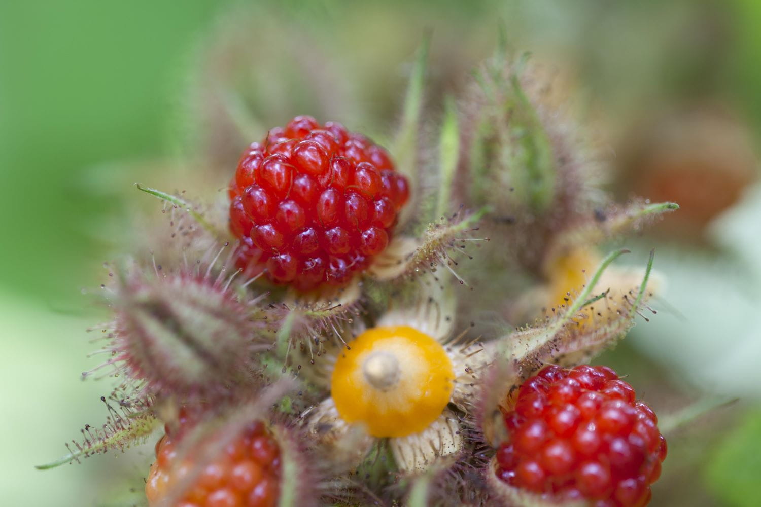 Japanische Weinbeere • Rubus phoenicolasius Ansicht 4