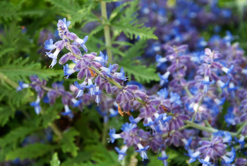 Blauraute 'Lacey Blue'® • Perovskia atriplicifolia 'Lacey Blue'® Ansicht 1