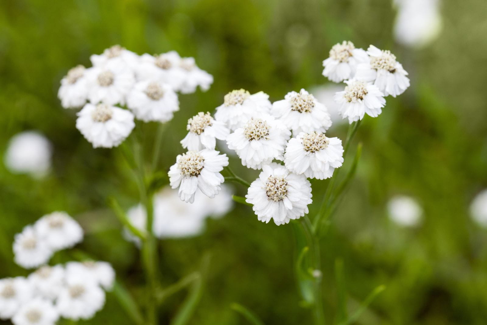 Bertrams Garbe 'The Pearl' • Achillea ptarmica 'The Pearl'