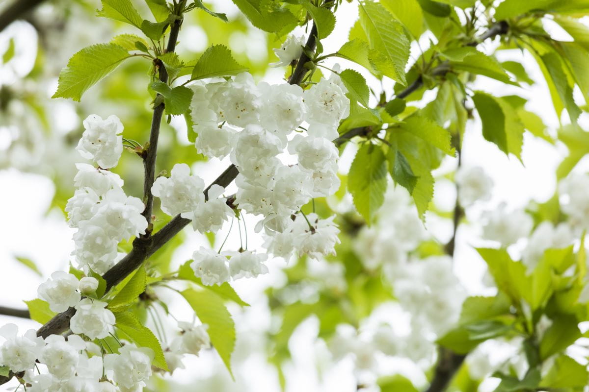 Gefüllte Frühlingskirsche 'Plena' • Prunus subhirtella 'Plena'
