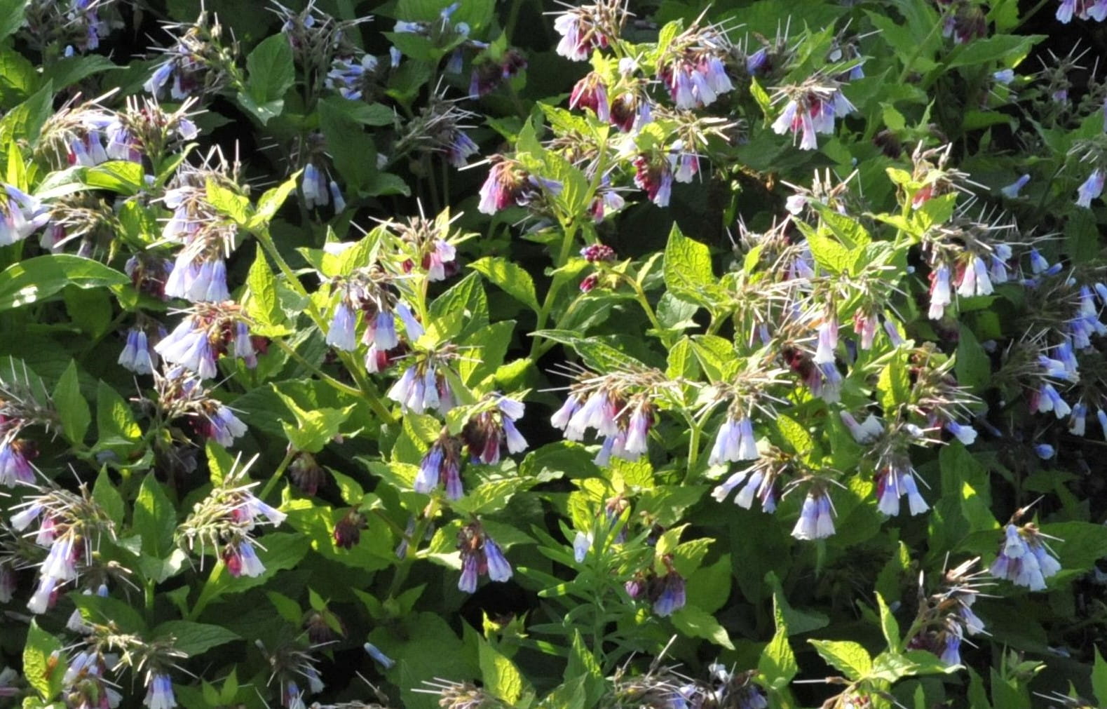 Beinwell 'Hidcote Blue' • Symphytum grandiflorum 'Hidcote Blue'