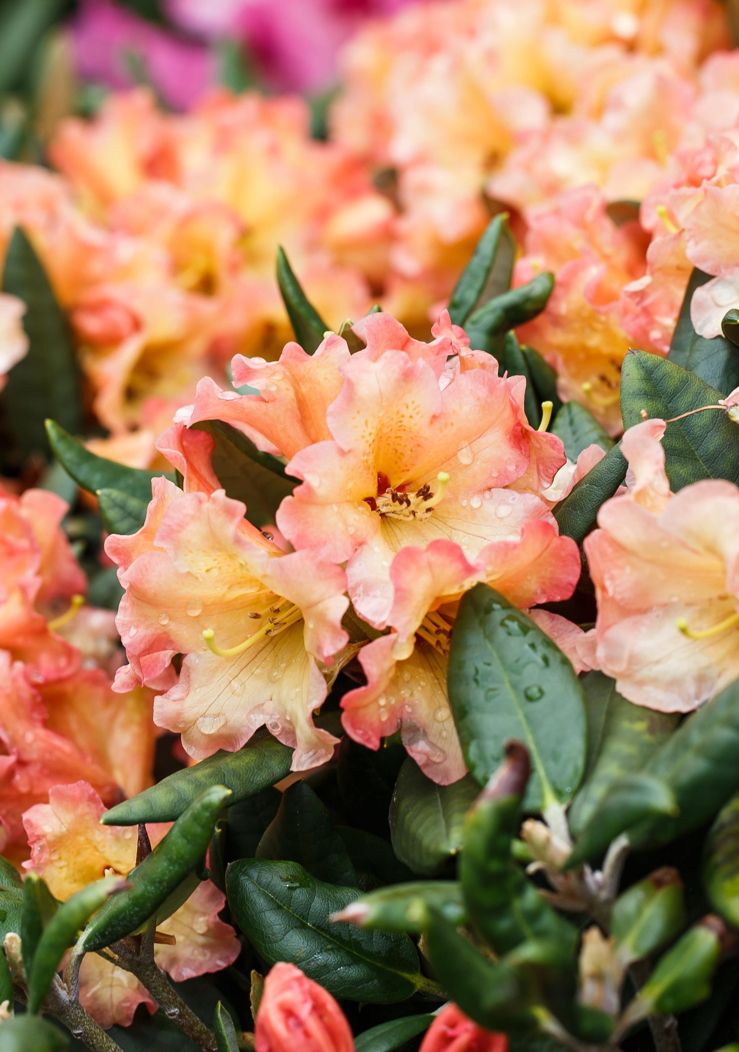 Rhododendron 'September-Flair' • Rhododendron Hybride 'September-Flair' Ansicht 1
