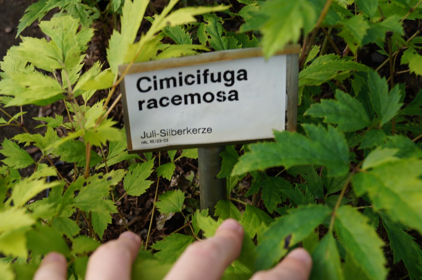 Lanzen Silberkerze • Cimicifuga racemosa var.cordifolia Ansicht 3
