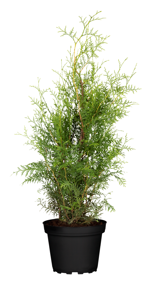 Lebensbaum 'Holmstrup' • Thuja occidentalis 'Holmstrup'