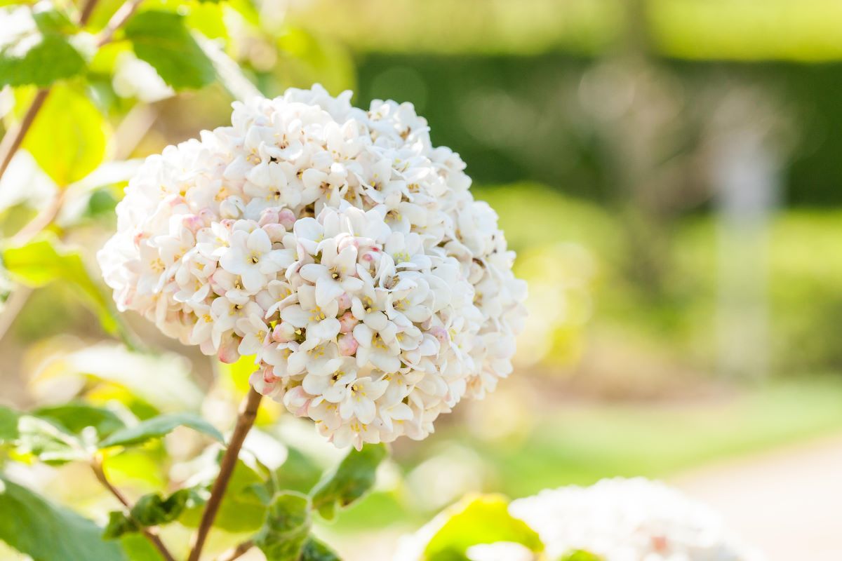 Großblumiger Duft-Schneeball • Viburnum carlcephalum Ansicht 1