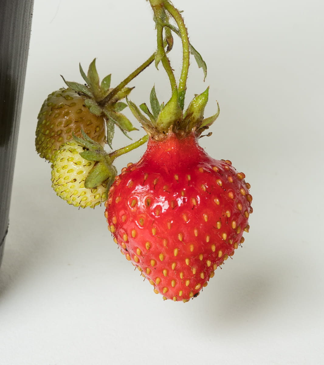Erdbeere 'Honeoye' • Fragaria Hybride 'Honeoye' Ansicht 3