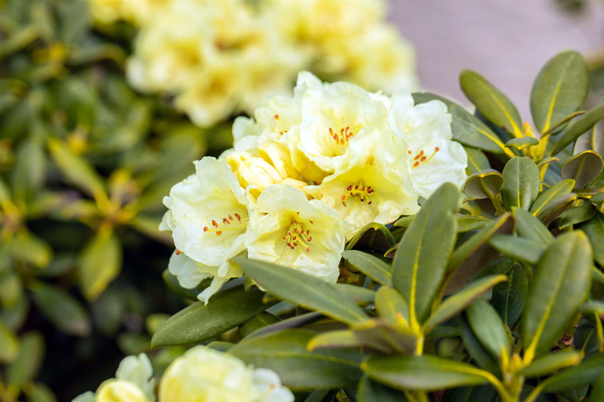 Rhododendron 'Lucinda' • Rhododendron yakushimanum 'Lucinda' Ansicht 1