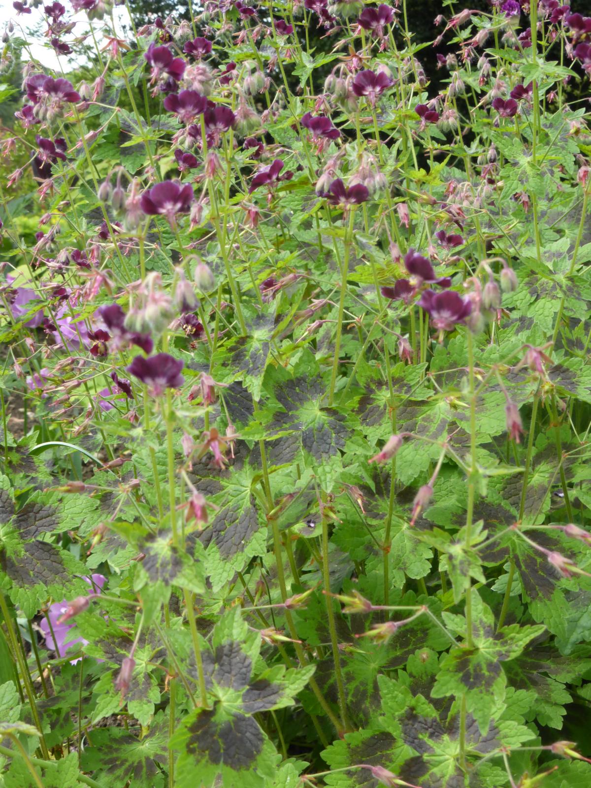 Brauner Storchschnabel 'Samobor'® • Geranium phaeum 'Samobor'® Ansicht 4