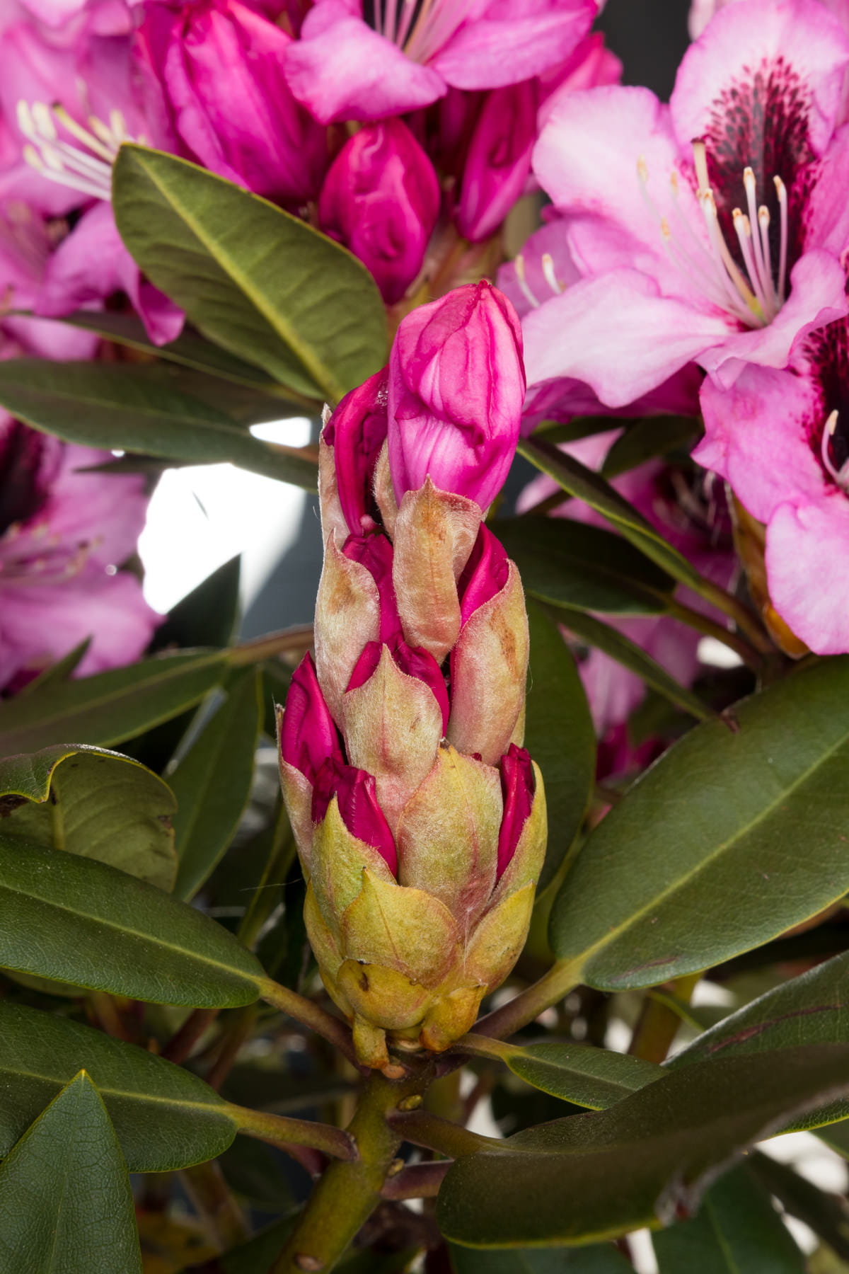 Rhododendron 'Kokardia'® • Rhododendron Hybride 'Kokardia'® Ansicht 3