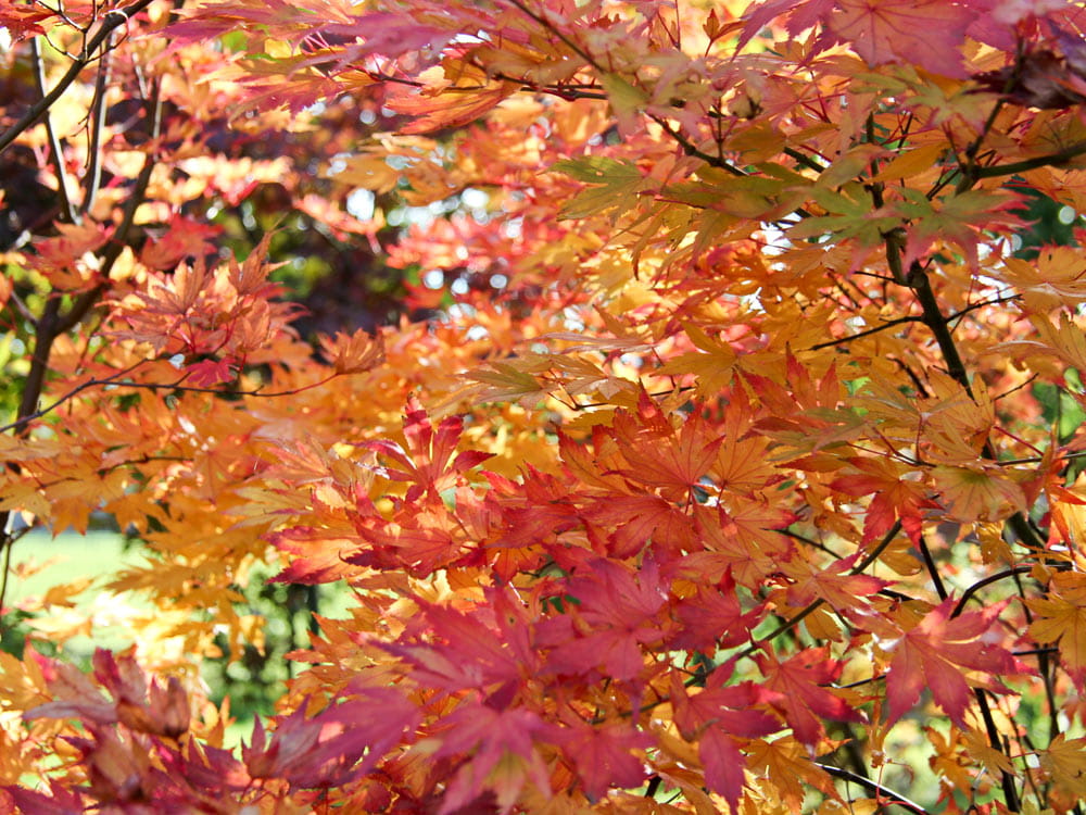 Fächerahorn 'Orange Dream' • Acer palmatum 'Orange Dream' Ansicht 1