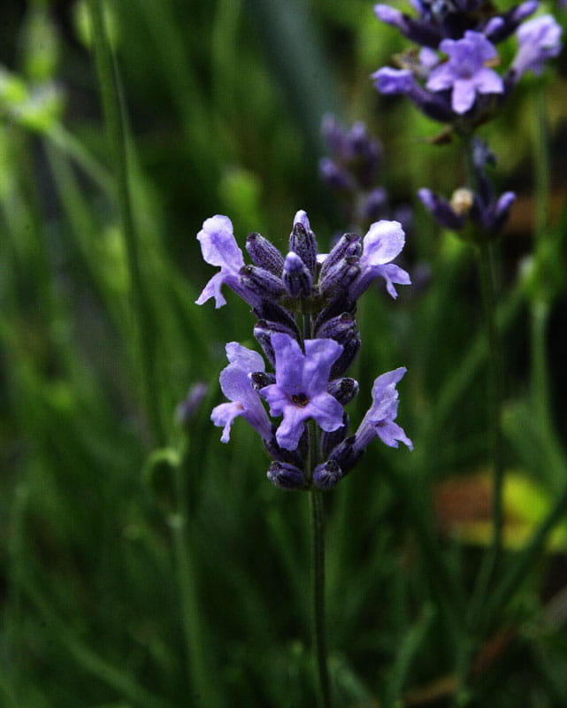 Lavendel 'Dwarf Blue' • Lavandula angustifolia 'Dwarf Blue' Ansicht 2