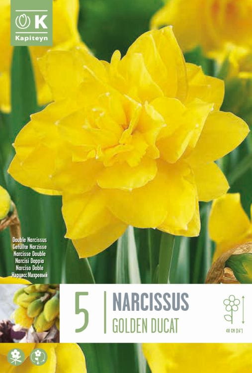 Blumenzwiebel - Narcissus 'Golden Ducat' 5er Packung