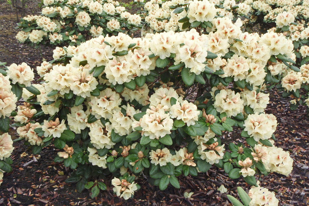 Rhododendron 'Rudolf Heinemann' • Rhododendron Hybride 'Rudolf Heinemann' Ansicht 1
