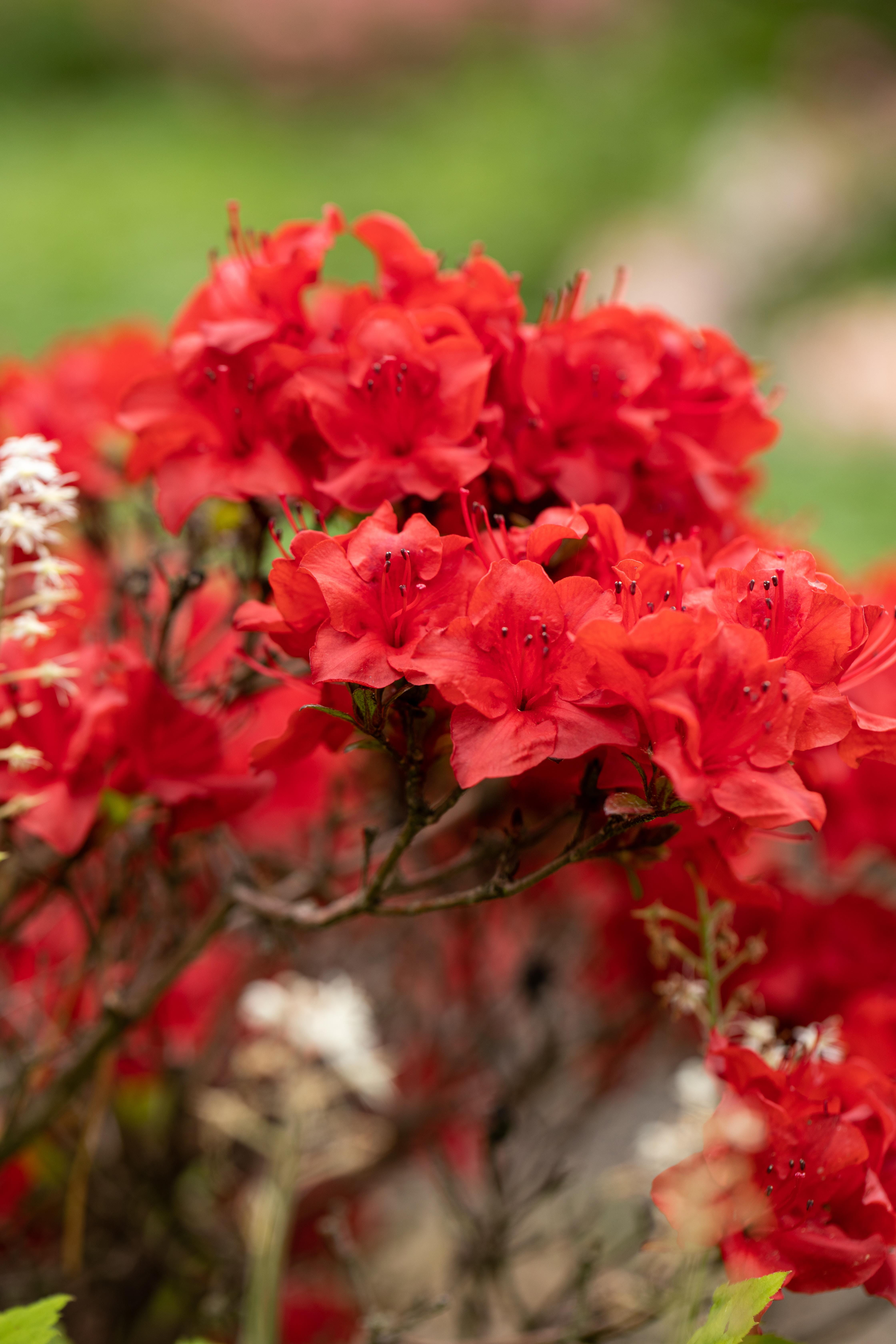 Japanische Azalee 'Maraschino' • Rhododendron obtusum 'Maraschino'