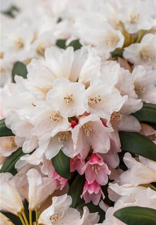 Yakushimanum Rhododendren