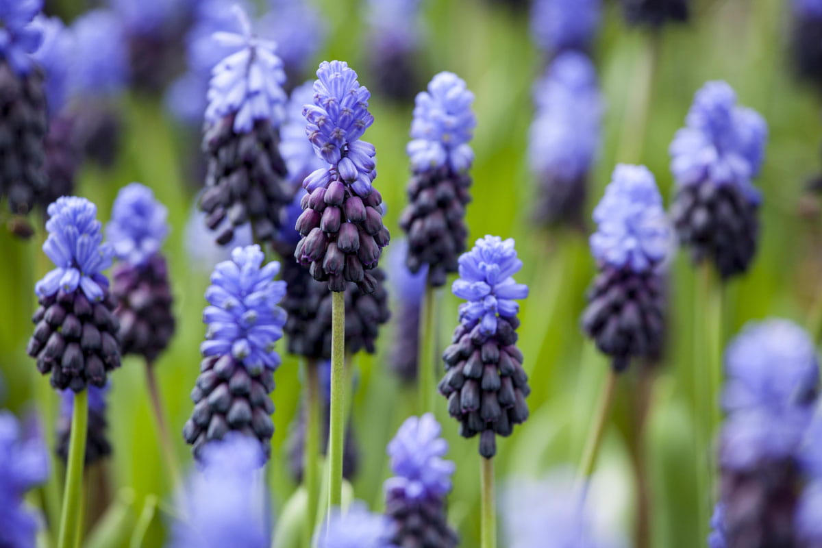 Blumenzwiebel - Muscari latifolium 20er Packung