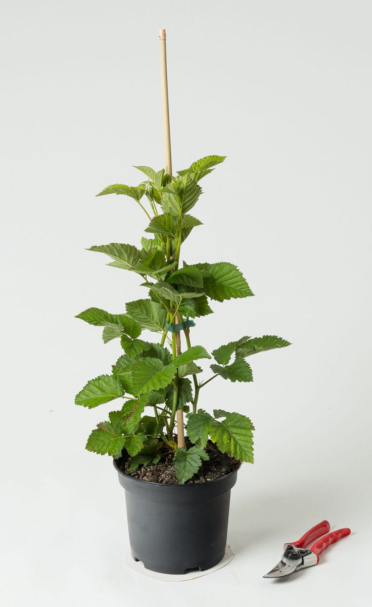 Brombeere 'Navaho' • Rubus fruticosus 'Navaho' 40-60 cm hoch, Containerware Ansicht 1
