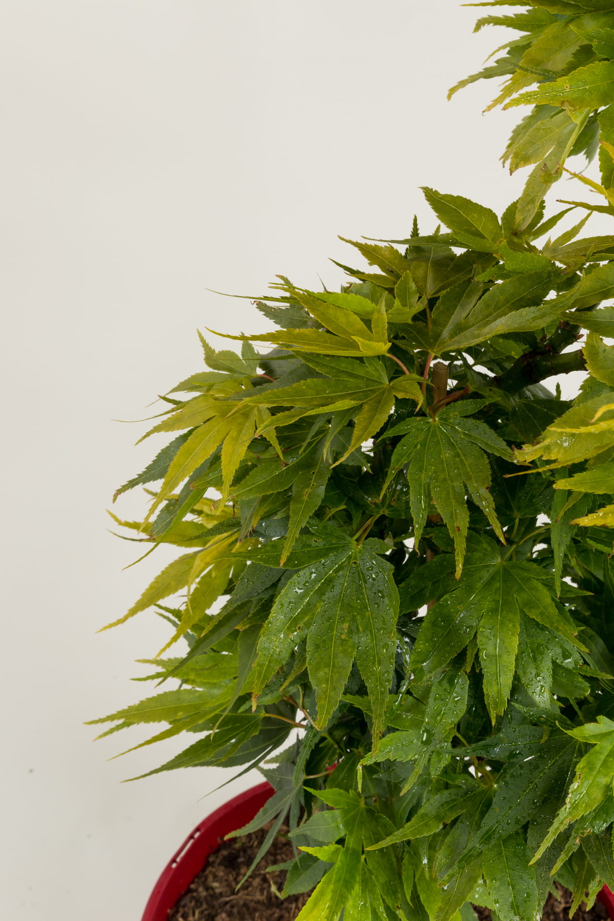Fächerahorn 'Mikawa yatsubusa' • Acer palmatum 'Mikawa yatsubusa' Ansicht 4