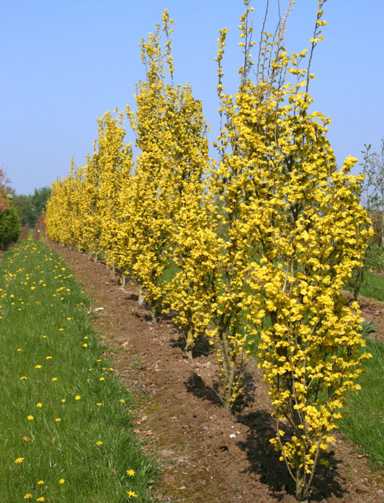 Goldulme 'Wredei' • Ulmus carpinifolia 'Wredei'